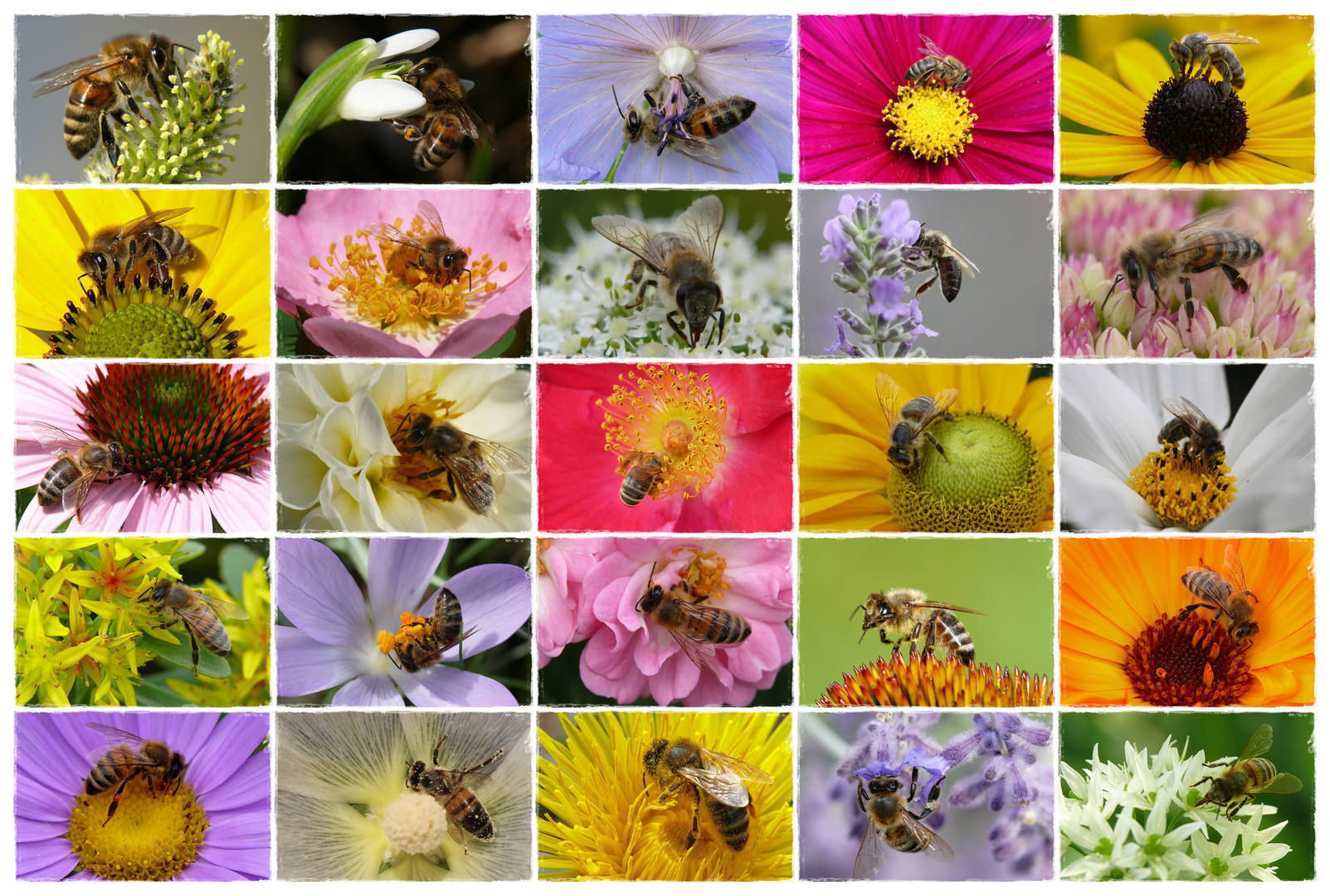 Bienencollage 2