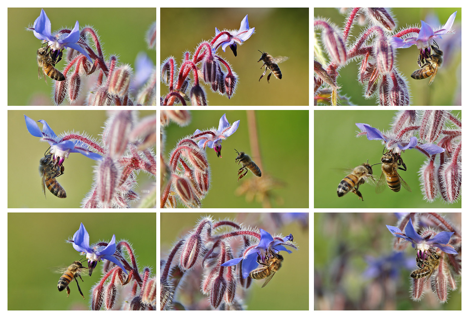 Bienencollage am Borretsch 