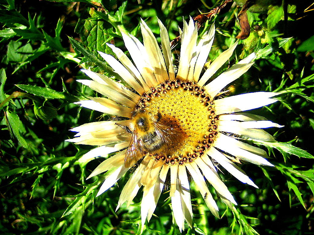 Bienendistel