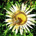 Bienendistel