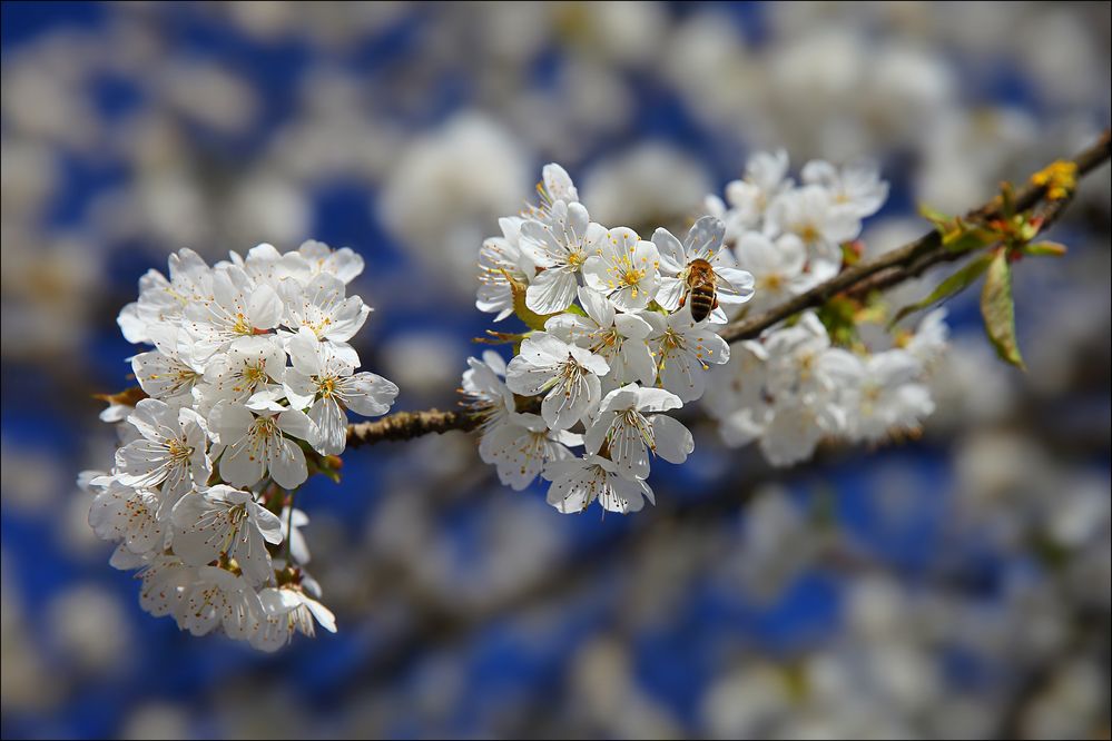 ~ BIENENELDORADO ~