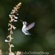 Bienenelfe kleinster Vogel der Welt