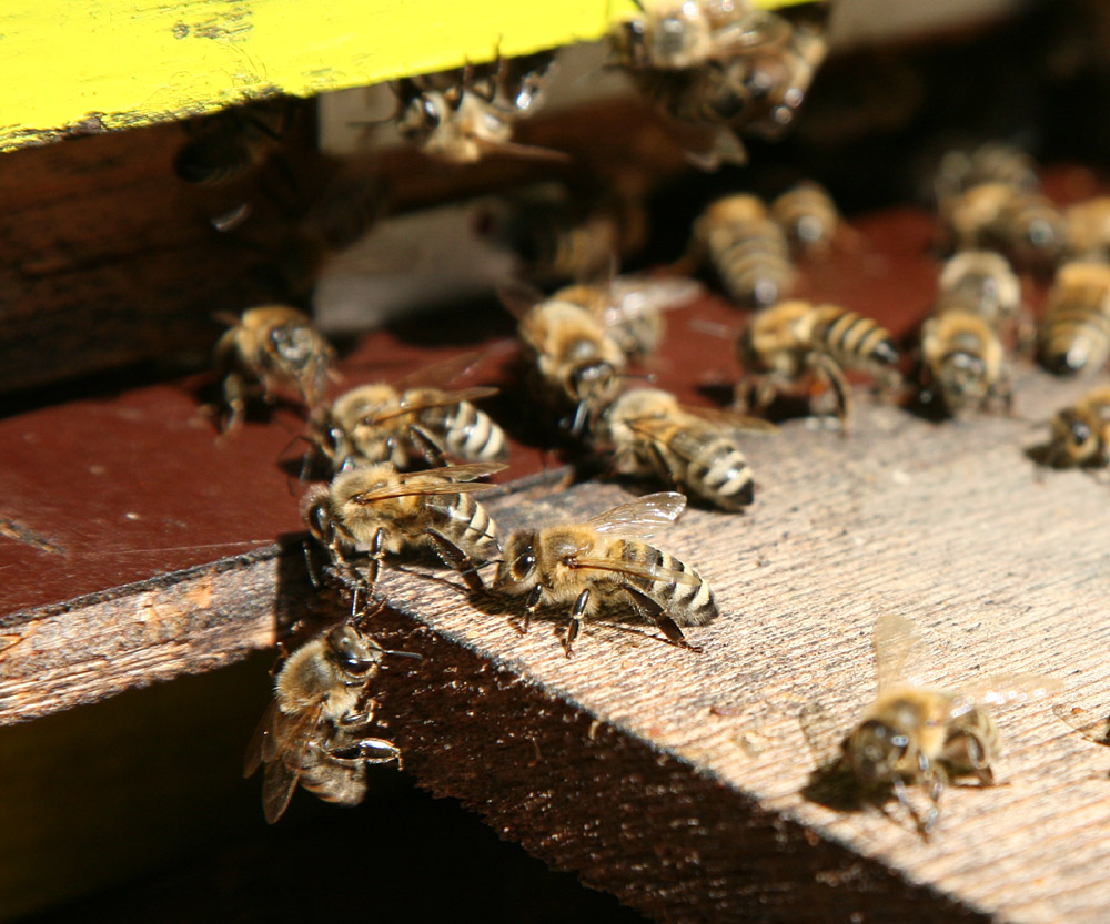Bienenfamilie