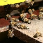 Bienenfamilie