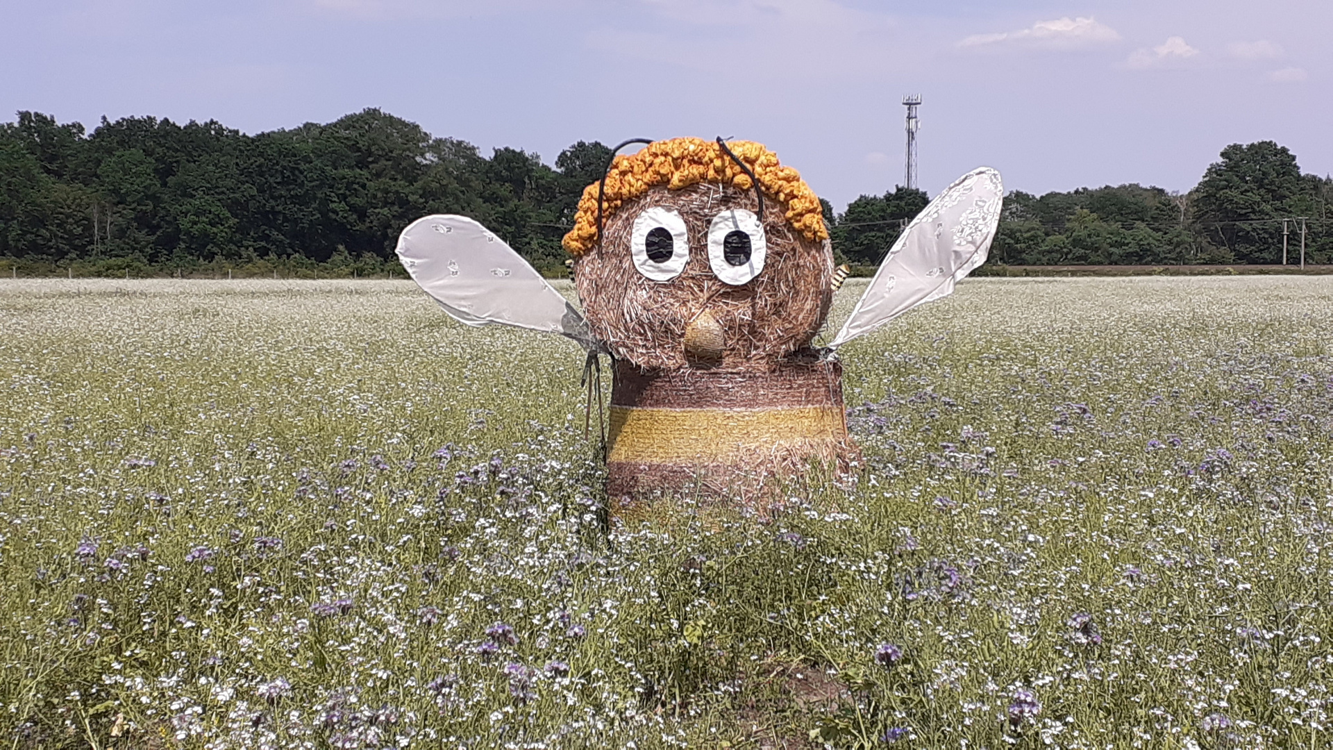 bienenfeld der landjugend isenbüttel