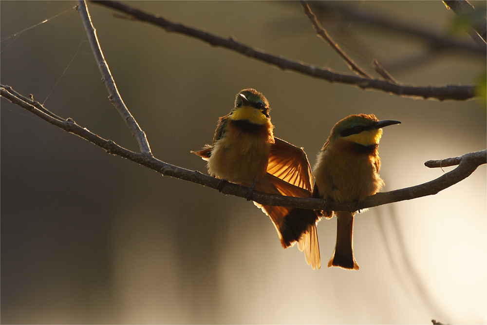 Bienenfesser Pärchen