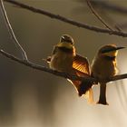 Bienenfesser Pärchen