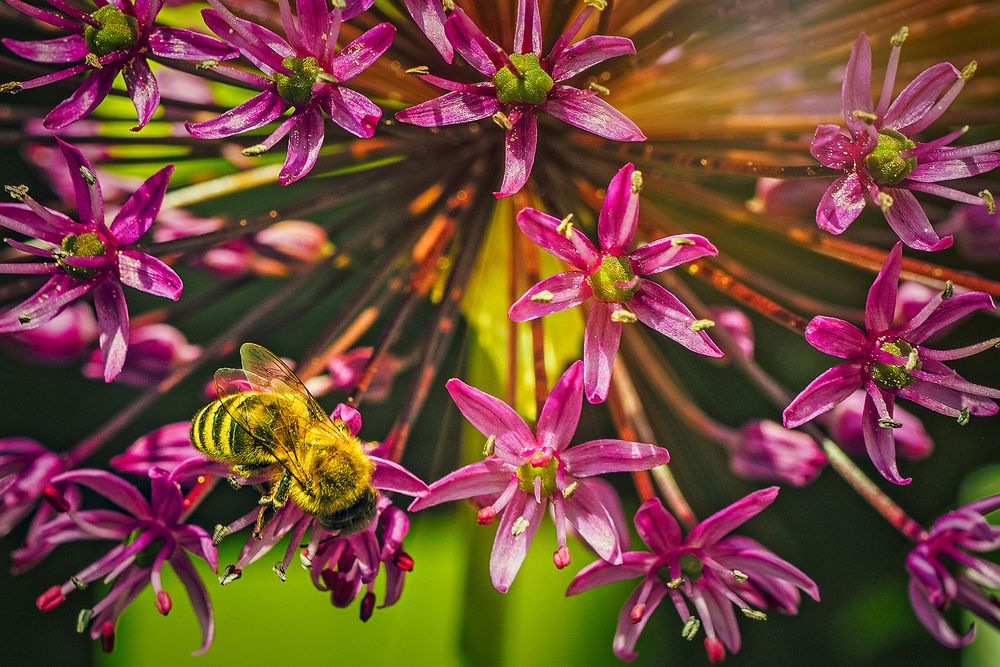 Bienenfleiß 