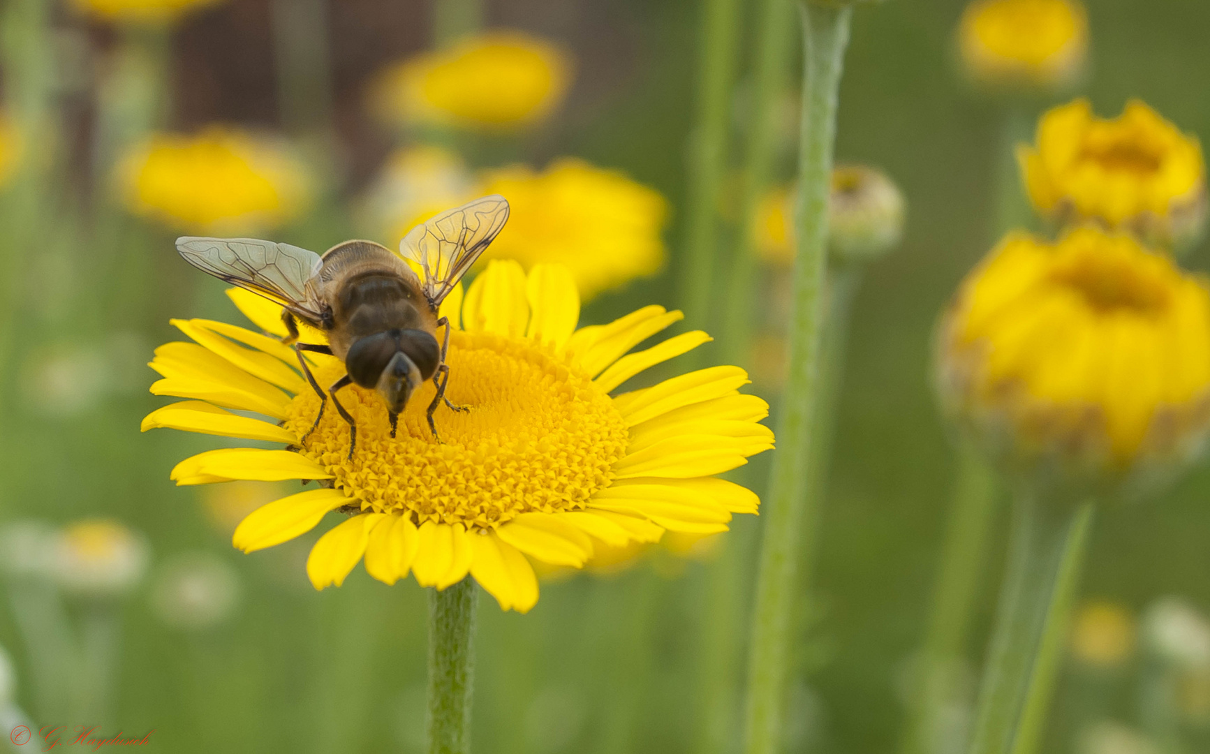 Bienenfleiß