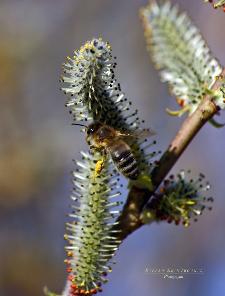 "Bienenfleiß 2* bei Immenstadt"