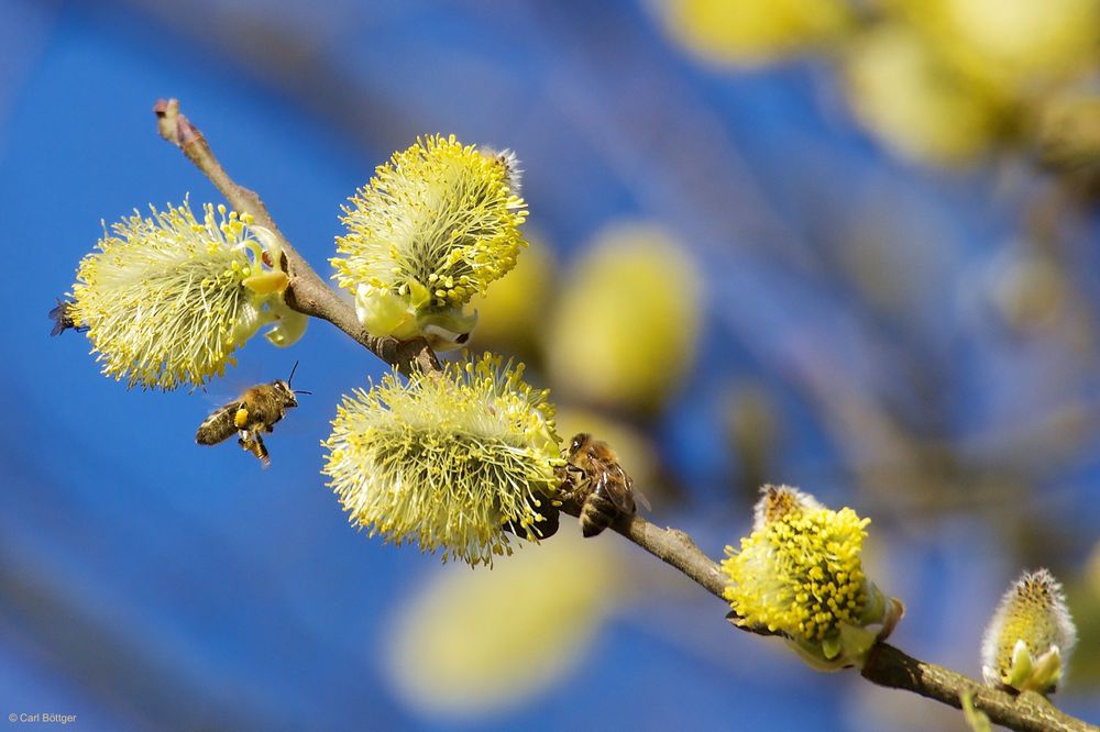 Bienenfleiß