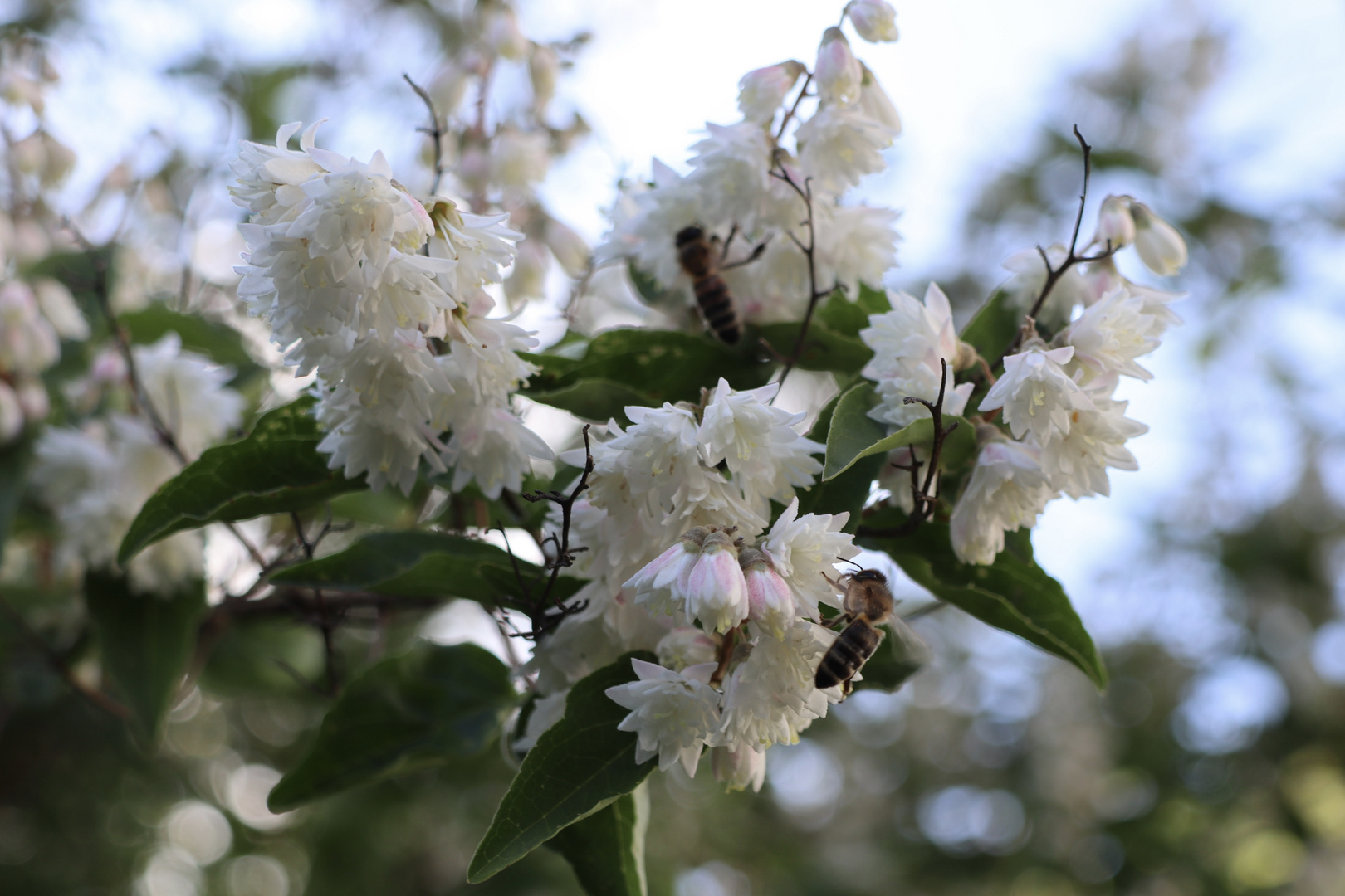 Bienenfleiß