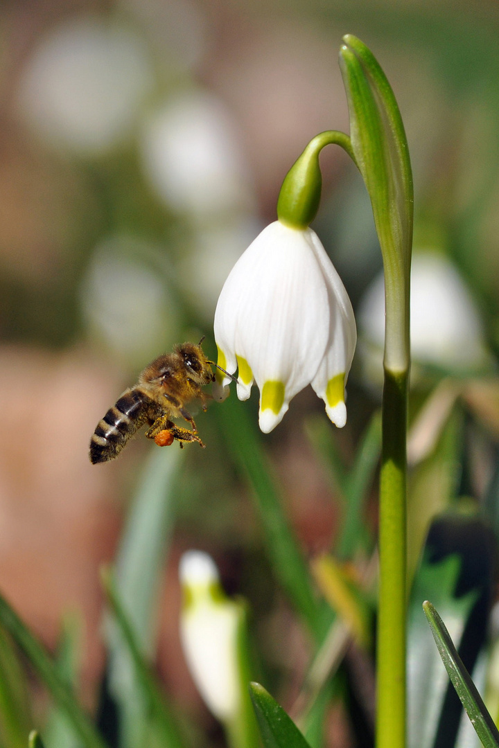 Bienenfleiß