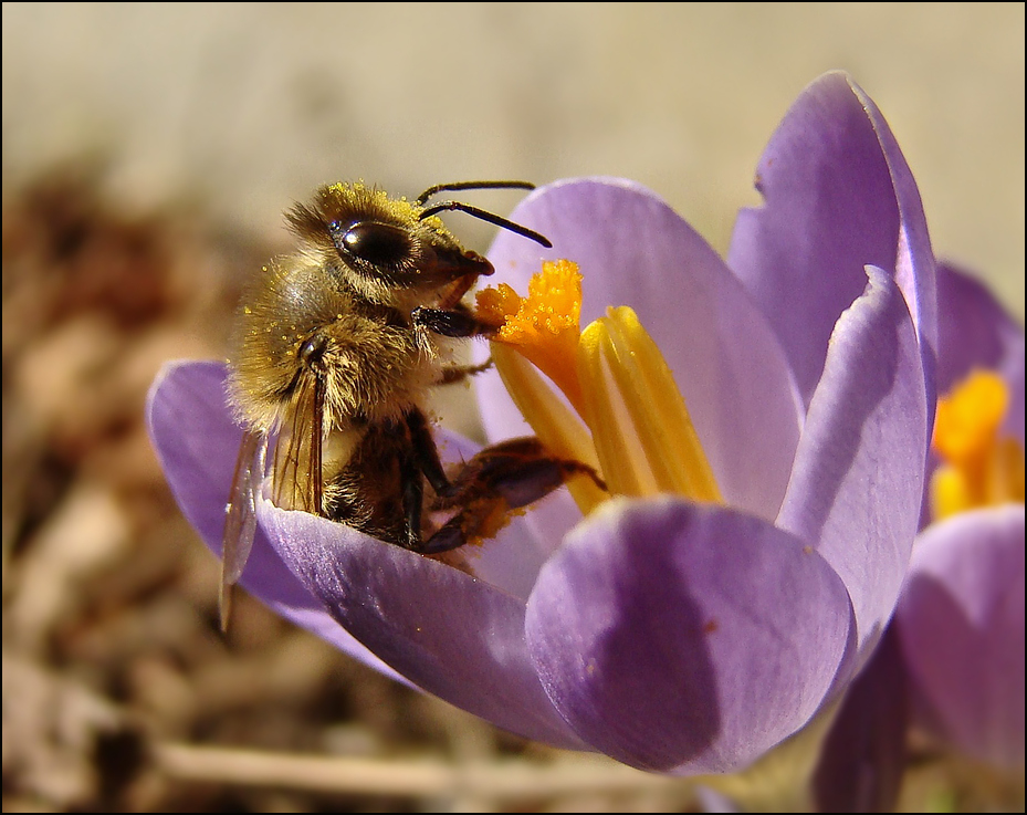 Bienenfleiß...