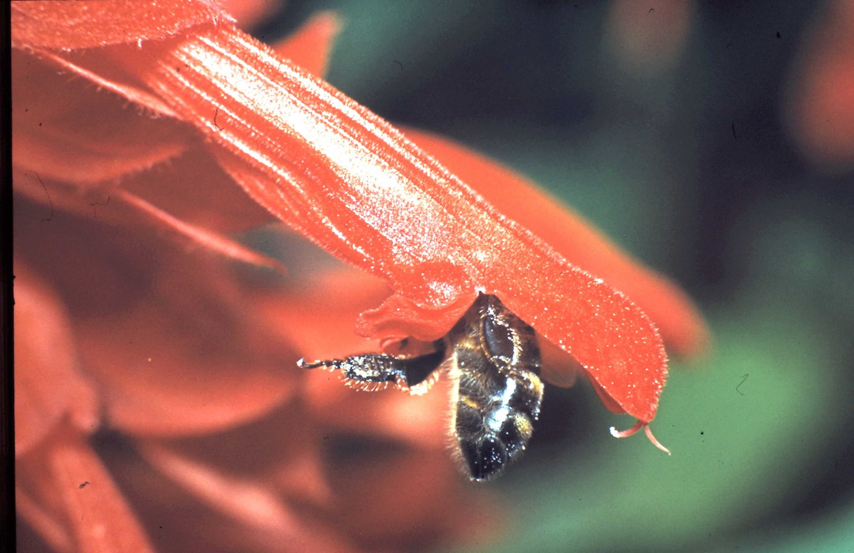 Bienenfleiß