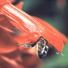 Bienenfleiß