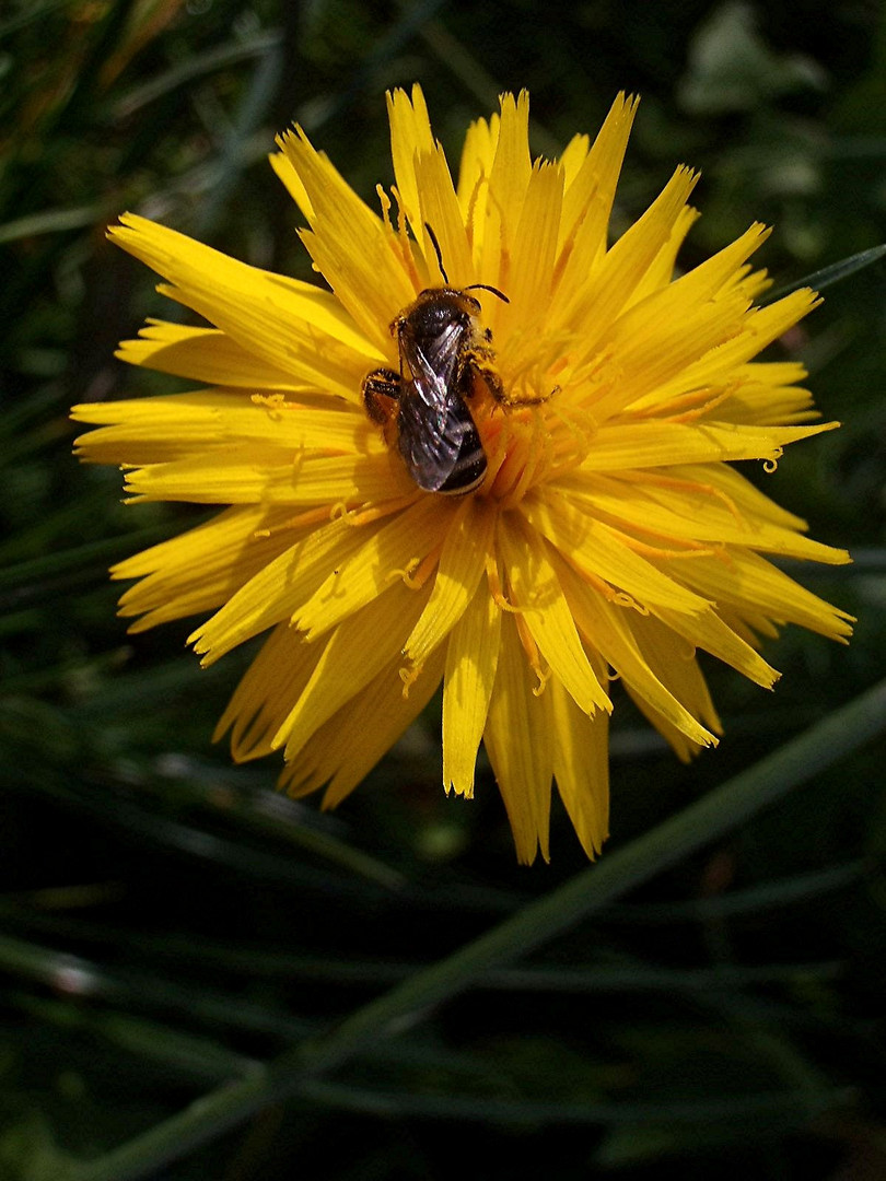 Bienenfleiß