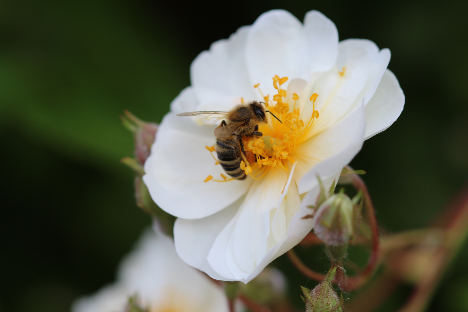 Bienenfleiß