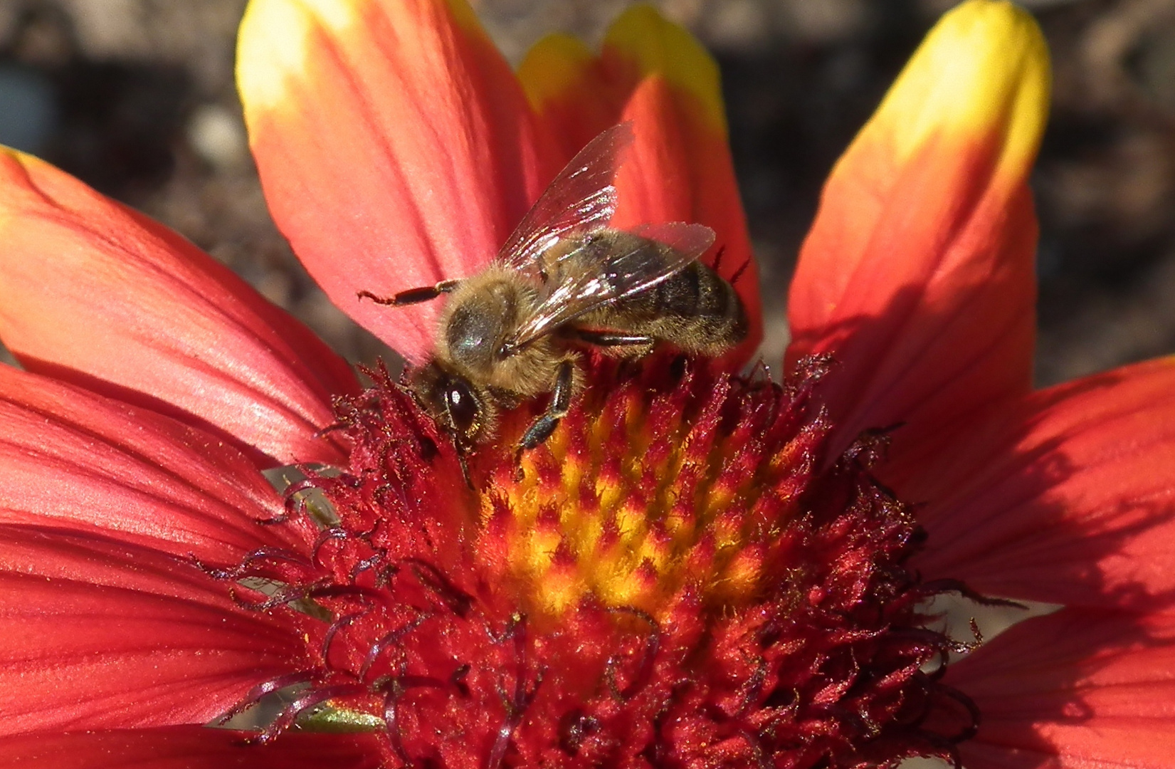 Bienenfleiss