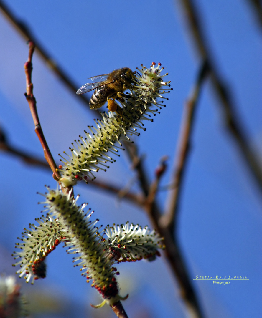 "Bienenfleiß* bei Immenstadt"