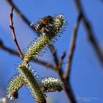 "Bienenfleiß* bei Immenstadt"