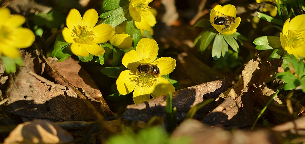 *Bienenfleiß*