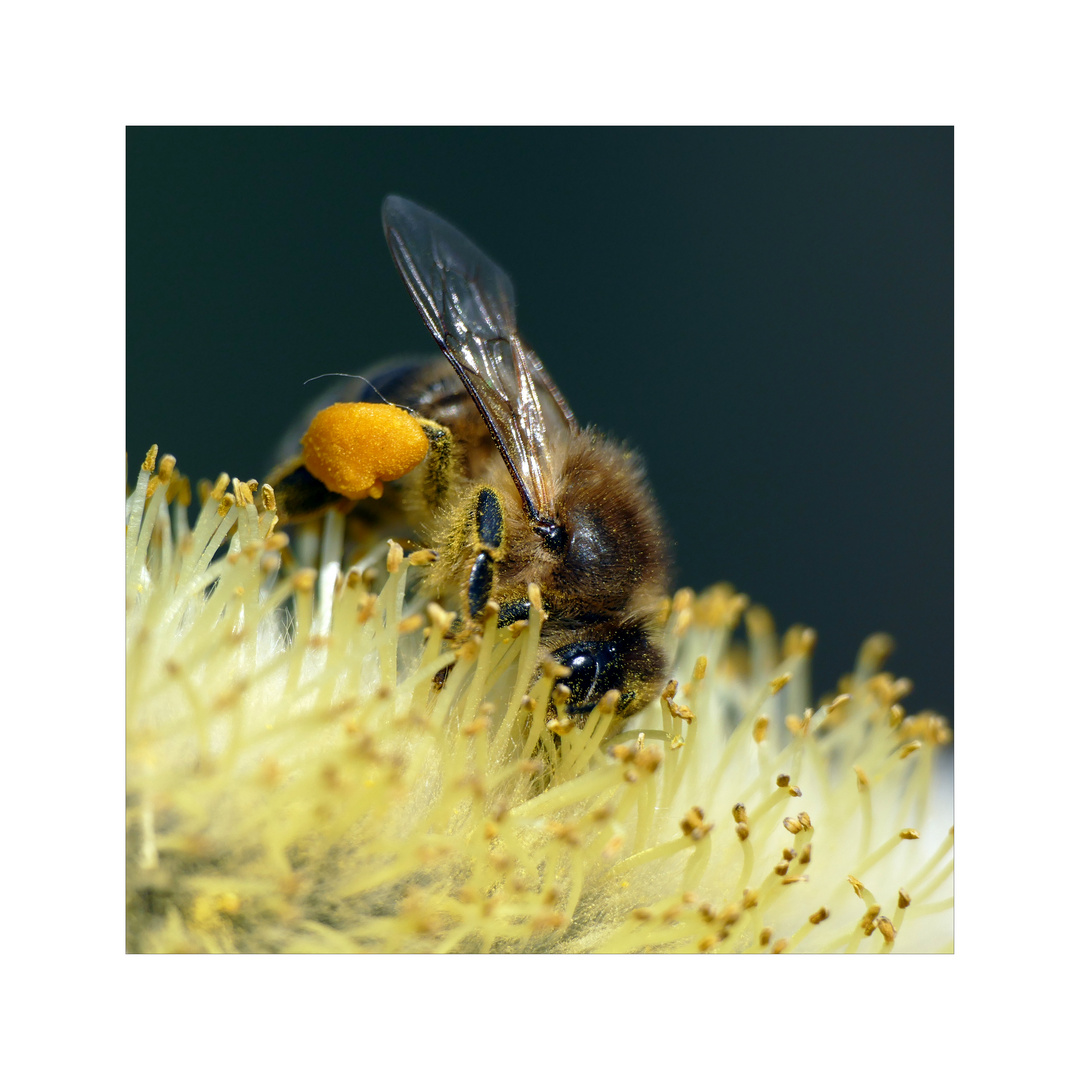 Bienenfleiß