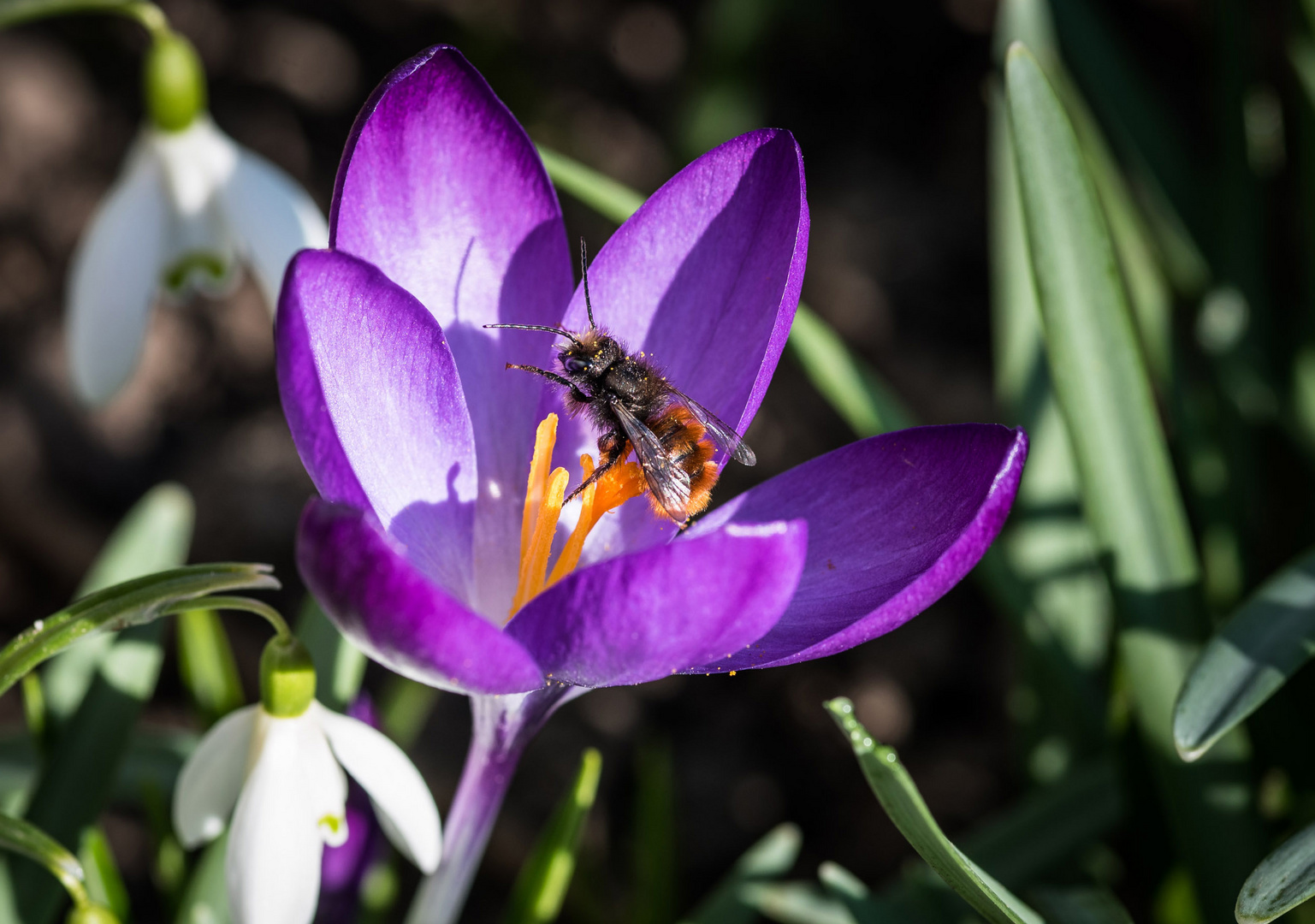 Bienenfleiss im Frühling