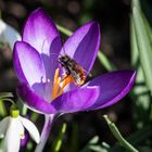 Bienenfleiss im Frühling