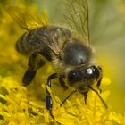 Bienenfleiß im Spätsommer