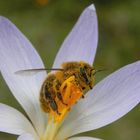 Bienenfleiss - Total eingestäubt...