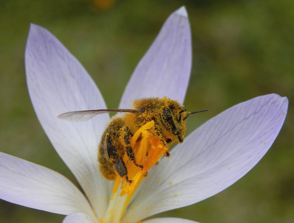 Bienenfleiss - Total eingestäubt...