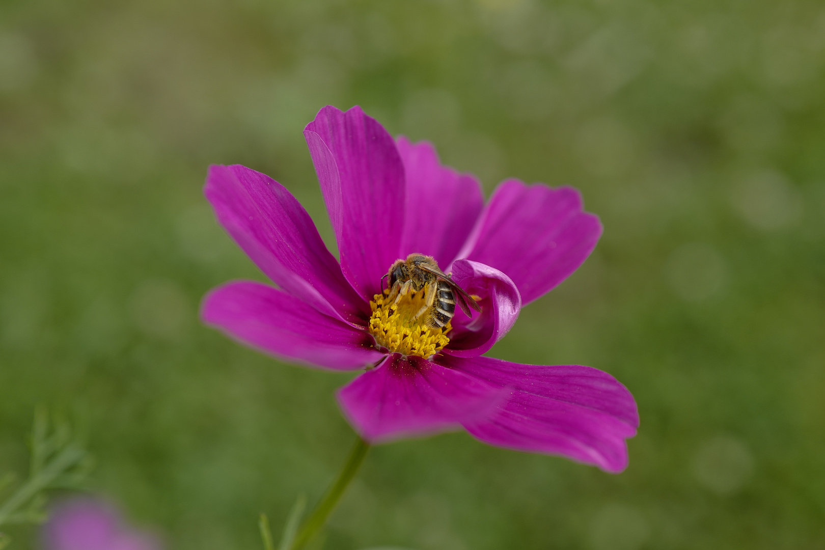 Bienenfleißig.