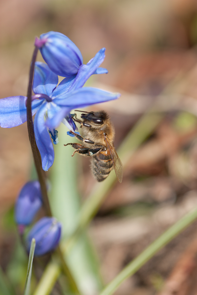 Bienenfleißig