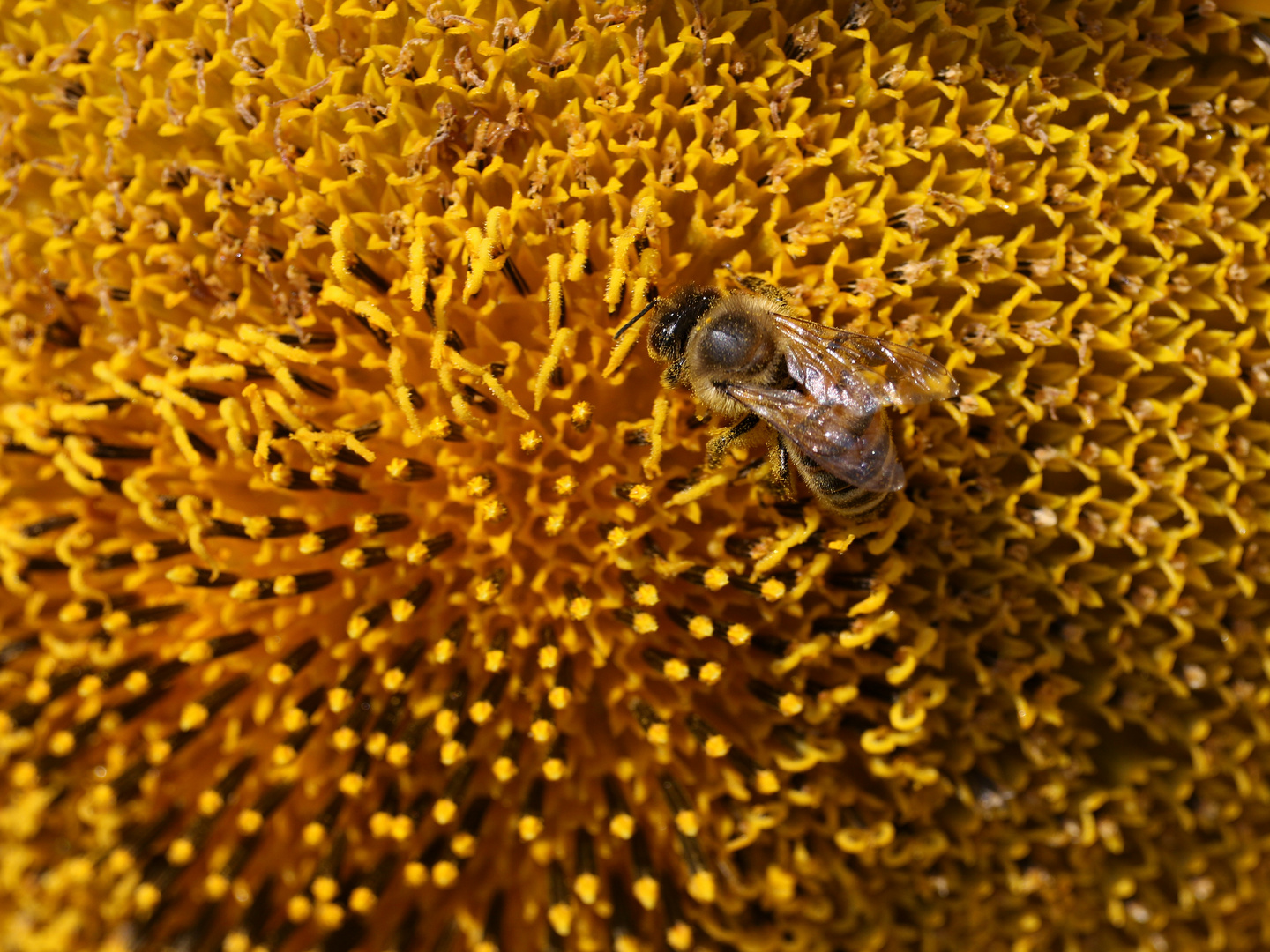 Bienenfleißig