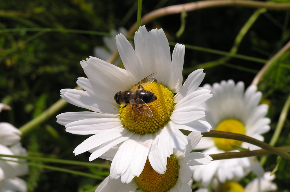 ...bienenfleißig...