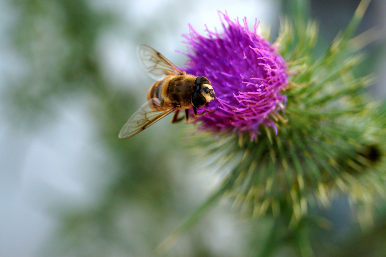 Bienenfleissig