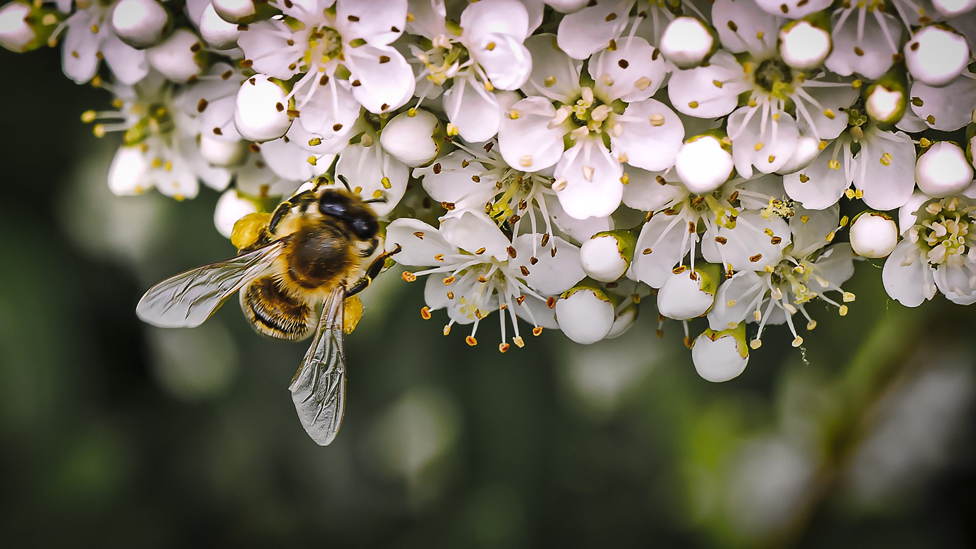 Bienenfleißig