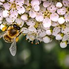 Bienenfleißig