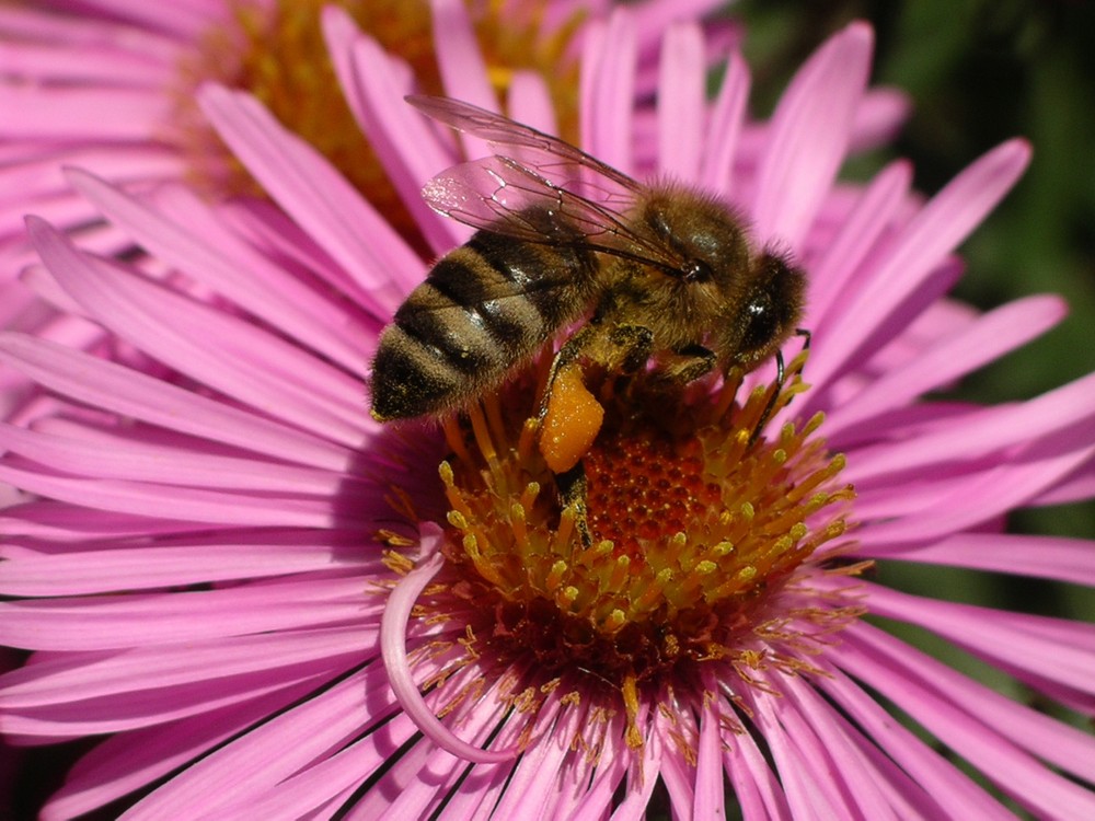 Bienenfleissig