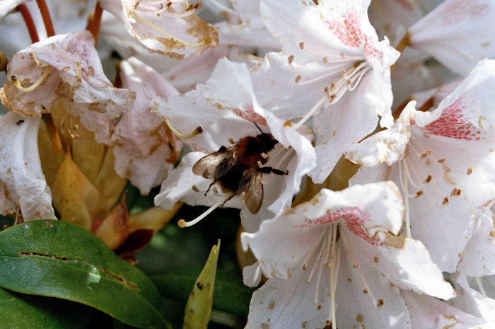 Bienenfleißig