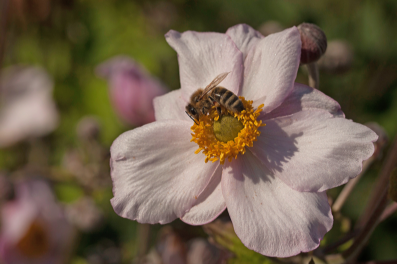 Bienenfleißig