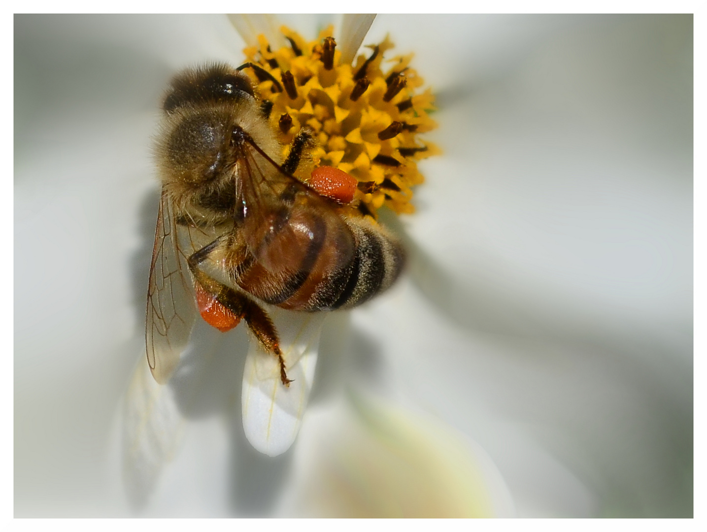 Bienenfleißig