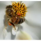 Bienenfleißig