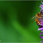 ... bienenfleißig ...