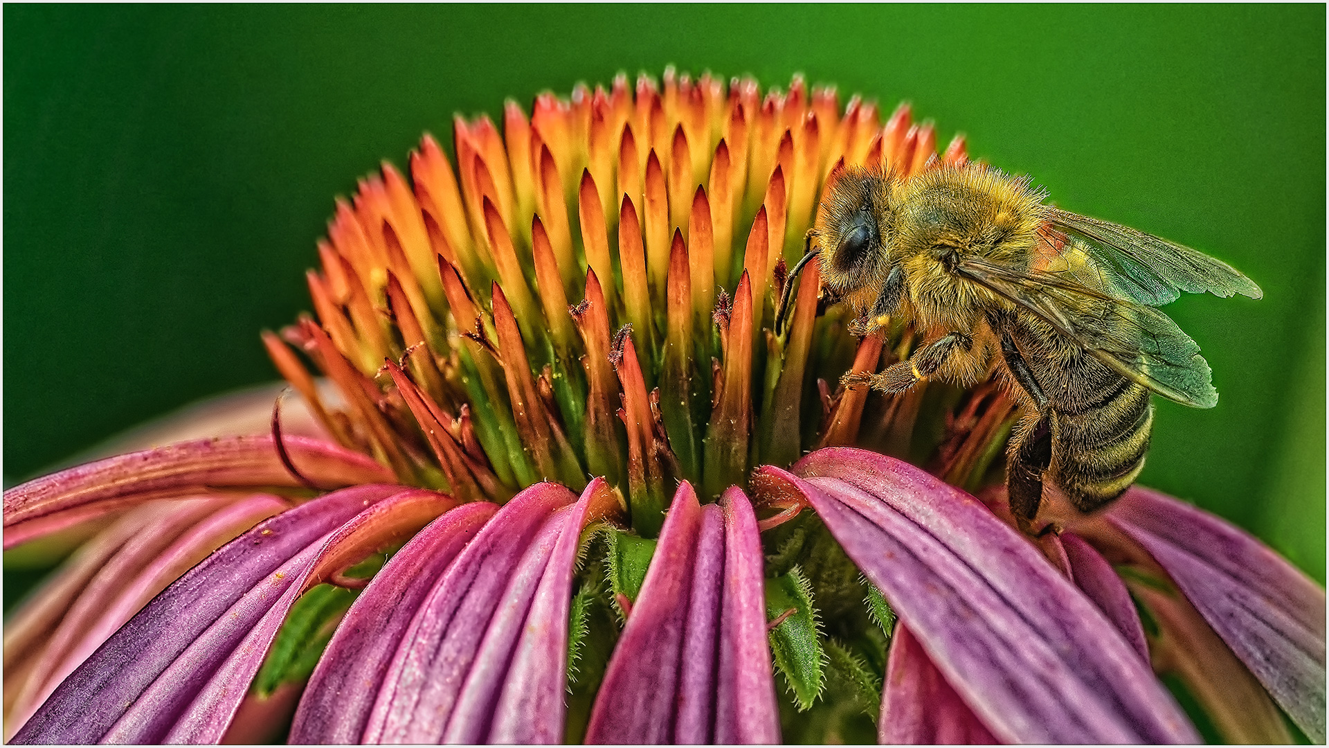 Bienenfleißig am Sonnenhut