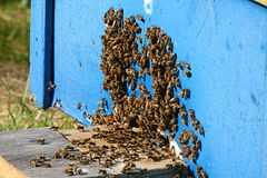 bienenfleißig