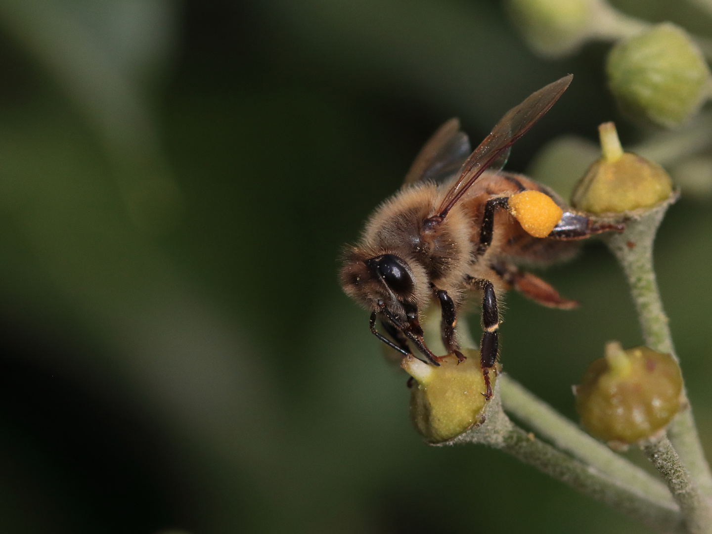 Bienenfleißig...