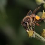 Bienenfleißig...