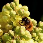 Bienenfleißig bei der Arbeit